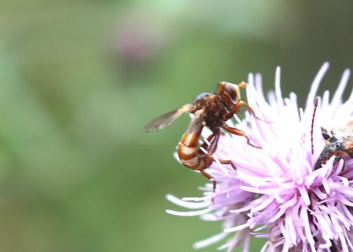 Sicus sp.